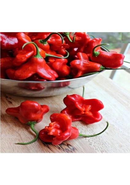 Süper Paket 125 Adet Tohum İthal Nadir Gül Biberi Tohumu Bishops Tacı fiyatları