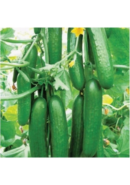 Eko Paket 50 Adet Tohum İthal Sırık Salatalık Tohumu Orta Erkenci