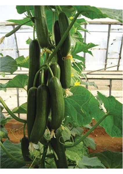 Eko Paket 50 Adet Tohum İthal Sırık Salatalık Tohumu Orta Erkenci fiyatları