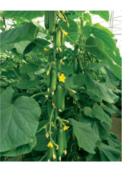 Eko Paket 50 Adet Tohum İthal Sırık Salatalık Tohumu Orta Erkenci modelleri