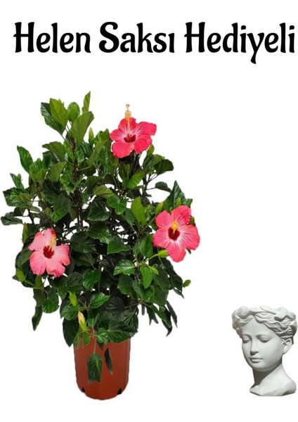 Kadınlar Gününe Özel Kırmızı Japon Gülü(Hibiscus Rosa) Helen Saksı Hediyeli