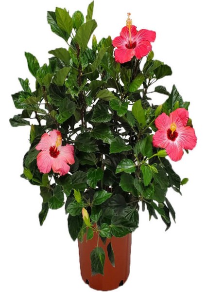 Kadınlar Gününe Özel Kırmızı Japon Gülü(Hibiscus Rosa) Helen Saksı Hediyeli