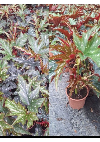Videolu Çınar Benekli Begonya Çiçeği 1 Adet Saksılı 15-30 cm İç Mekan Ofis Salon Bitkisi(Begonia Rex)