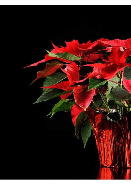 Videolu Atatürk Çiçeği Fidanı 30-45 cm Saksılı İç Mekan Bitkileri Euphorbia Pulcherrima