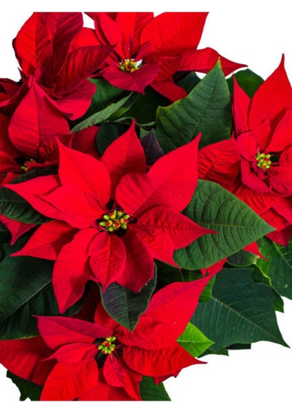 Videolu Atatürk Çiçeği Fidanı 30-45 cm Saksılı İç Mekan Bitkileri Euphorbia Pulcherrima fırsatları