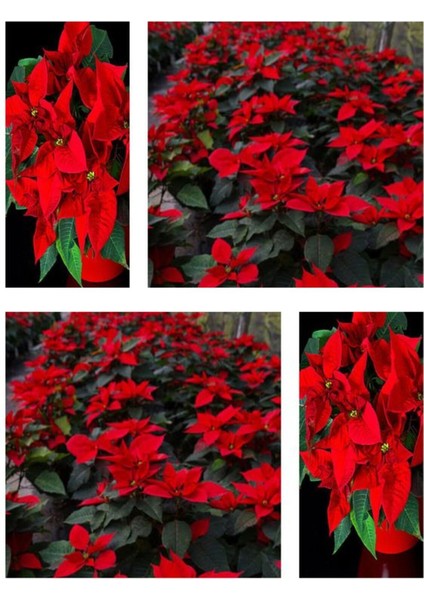 Videolu Hediyelik Atatürk Çiçeği Fidanı 30-40 cm Saksılı İç Mekan Bitkileri Poinsettia