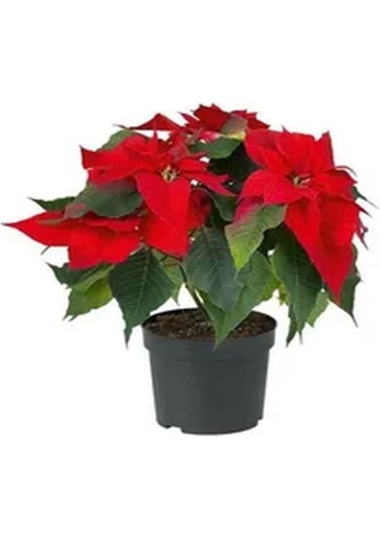 Videolu Hediyelik Atatürk Çiçeği Fidanı 30-40 cm Saksılı İç Mekan Bitkileri Poinsettia fiyatları