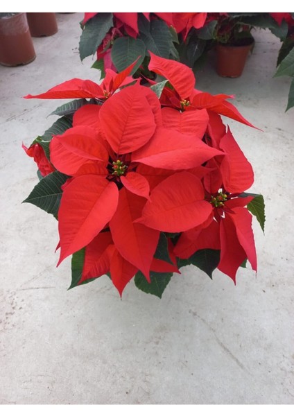 Videolu Hediyelik Atatürk Çiçeği Fidanı 30-40 cm Saksılı İç Mekan Bitkileri Poinsettia modelleri