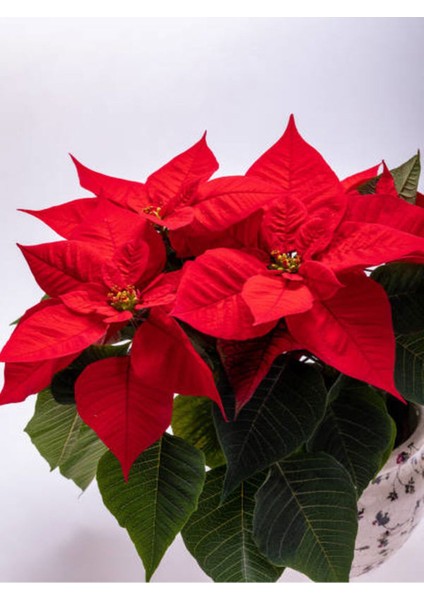 Videolu Hediyelik Atatürk Çiçeği Fidanı 30-40 cm Saksılı İç Mekan Bitkileri Poinsettia fırsatları