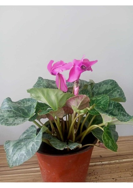 Cyclamen Persicum Saksıda Sıklamen Çiçeği İç Mekan Çiçekli Bitki fiyatları