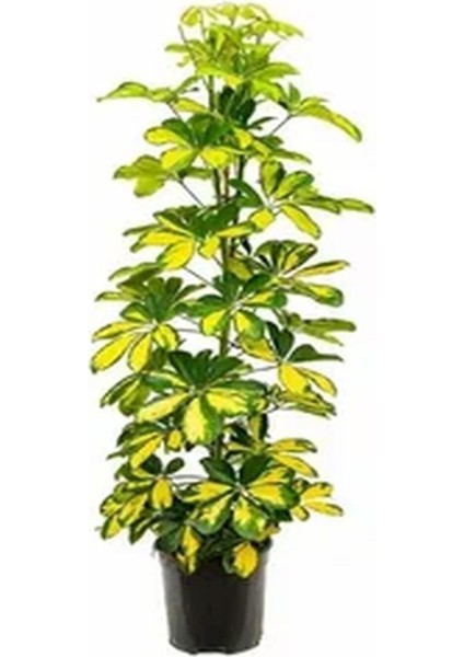 Videolu Tek Dal Alacalı Şeflera Çiçeği 50-90 cm Saksılı İç Mekan Ofis Bitkileri (Schefflera)
