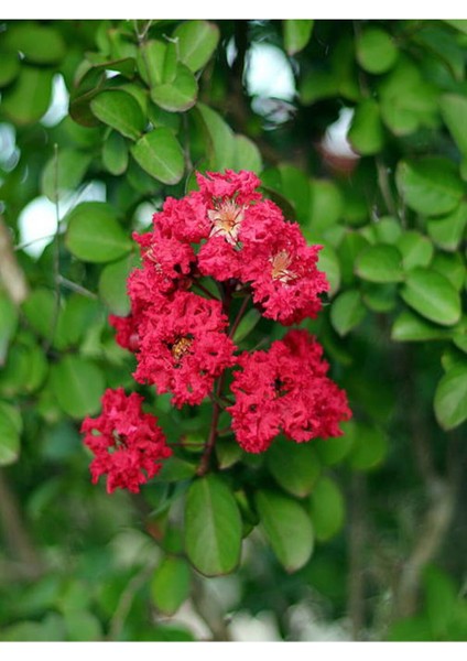 Videolu Oya Ağacı Fidanı Paketi 4 Adet Saksılı/ Tüplü 50-70 cm (Lagerstroemia Indica) fiyatları