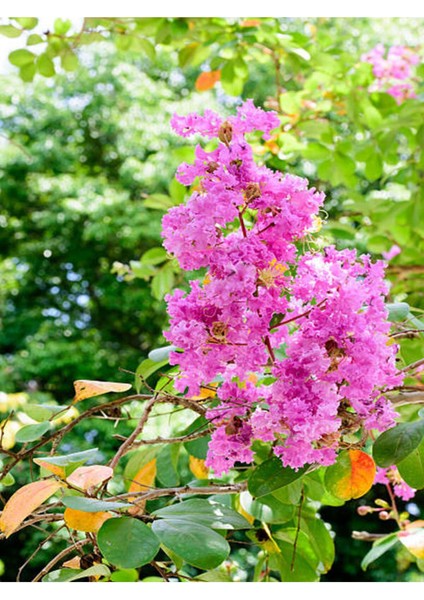 Videolu Oya Ağacı Fidanı Paketi 4 Adet Saksılı/ Tüplü 50-70 cm (Lagerstroemia Indica) modelleri