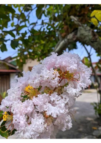 Videolu Oya Ağacı Fidanı Paketi 4 Adet Saksılı/ Tüplü 50-70 cm (Lagerstroemia Indica) fırsatları