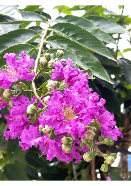 Videolu Oya Ağacı Fidanı Paketi 4 Adet Saksılı/ Tüplü 50-70 cm (Lagerstroemia Indica) indirimleri