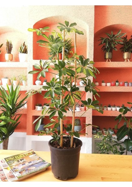 Şeflera Bitkisi Salon, Ofis İç Mekan Süs Bitkisi