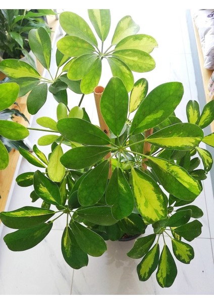 Şeflera Bitkisi Salon, Ofis İç Mekan Süs Bitkisi fiyatları