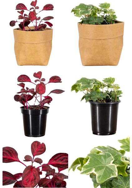 Videolu Çingene Şalvarı-Hedera Helix Sarmaşığı 2 Adet Saksılı 10-15 cm İç/ Dış Mekan Bitkisi