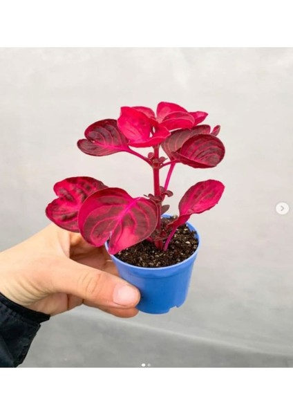 Videolu Çingene Şalvarı-Hedera Helix Sarmaşığı 2 Adet Saksılı 10-15 cm İç/ Dış Mekan Bitkisi fiyatları