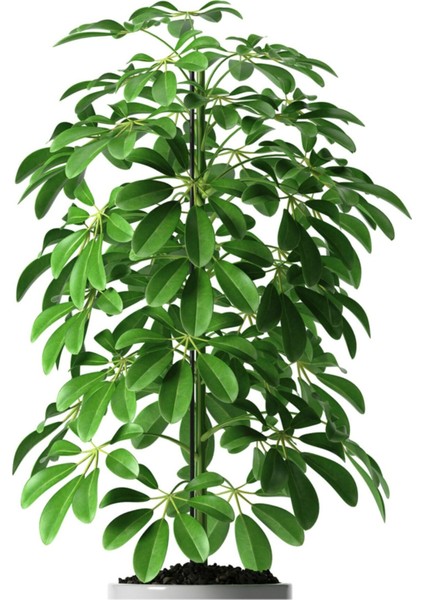 Şeflera (Sheflera) Bitkisi | Ikili | 90 - 110 cm fiyatları