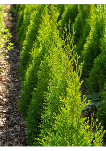 Videolu İthal Limon Servi Çam Fidanı 1 Adet Saksılı/ Tüplü 30-50 cm(CUPRESSUS Macrocarpa Goldcrest)
