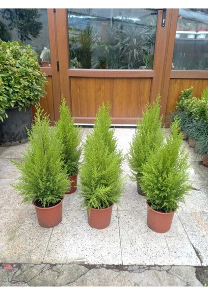 Videolu İthal Limon Servi Çam Fidanı 1 Adet Saksılı/ Tüplü 30-50 cm(CUPRESSUS Macrocarpa Goldcrest) fırsatları