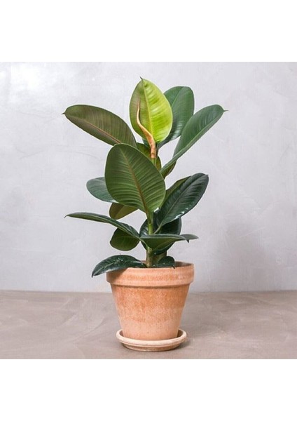 Videolu Kauçuk Bitkisi Tek Gövde 1 Adet Saksılı 50-60 cm Ev Ofis Salon Bitkisi (Ficus Elastica)