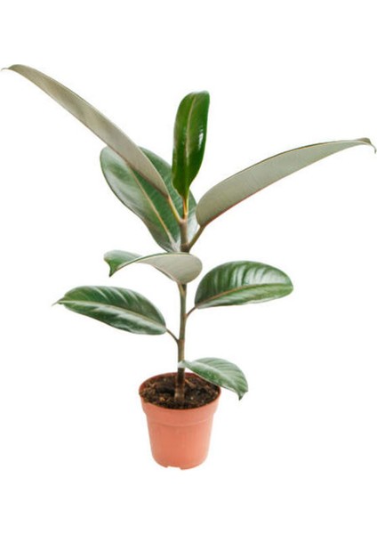 Videolu Kauçuk Bitkisi Tek Gövde 1 Adet Saksılı 50-60 cm Ev Ofis Salon Bitkisi (Ficus Elastica)