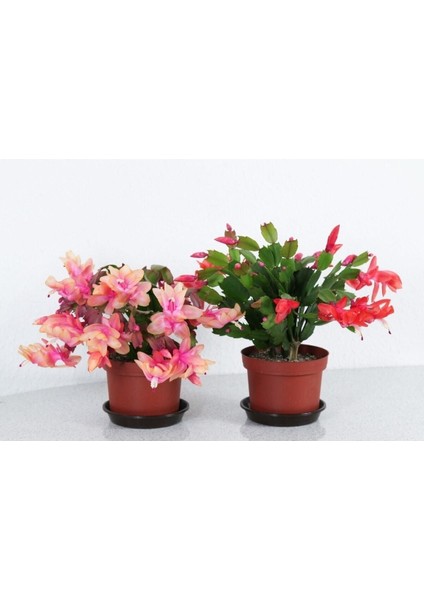 Schlumbergera - Yılbaşı Çiçeği 2 Adet