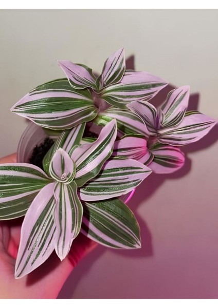 Videolu İthal Telgraf Çiçeği 1 Adet Mini Saksılı 10-15 cm Ev Ofis Salon Bitkisi (Nanouk Tradescantia) modelleri