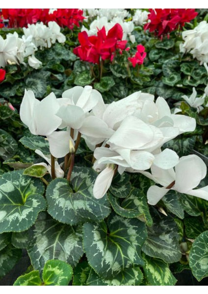 Videolu Karışık Renk Sıklamen 3 Adet Saksılı 15-30 cm İç Mekan Salon Bitkisi (Cyclamen)