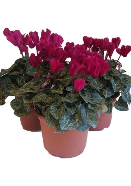 Videolu Karışık Renk Sıklamen 3 Adet Saksılı 15-30 cm İç Mekan Salon Bitkisi (Cyclamen) fiyatları