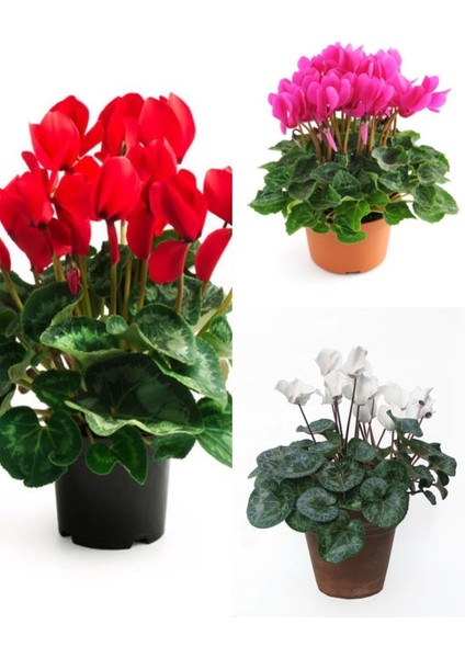 Videolu Karışık Renk Sıklamen 3 Adet Saksılı 15-30 cm İç Mekan Salon Bitkisi (Cyclamen) modelleri