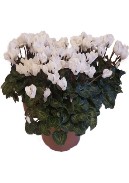 Videolu Karışık Renk Sıklamen 3 Adet Saksılı 15-30 cm İç Mekan Salon Bitkisi (Cyclamen) fırsatları