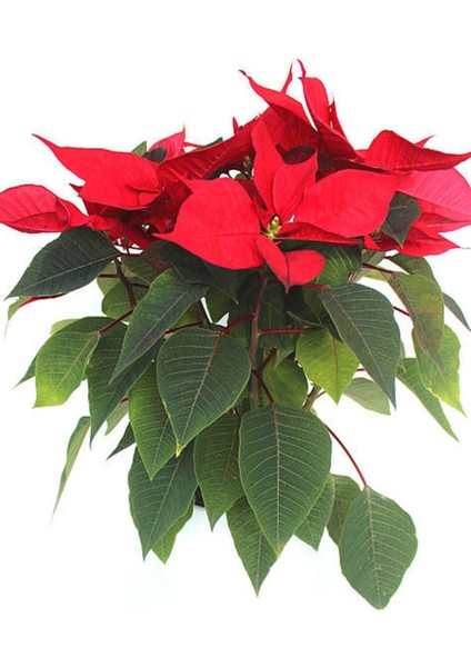 Videolu Ponsetya Atatürk -Yılbaşı Çiçeği 1 Adet Saksılı 30-60 cm İç Mekan Hediyelik Bitki(Poinsettia) fiyatları