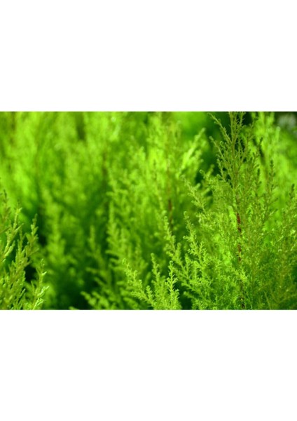 Limon Servi Çamı 35-40 cm Saksılı fiyatları