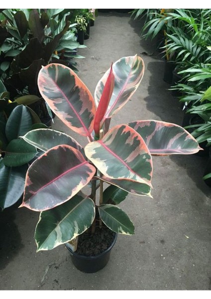 Videolu Alacalı Kauçuk 1 Adet Saksılı 60-80 cm İç Mekan Süs Bitkisi (Ficus Elastica Belize)