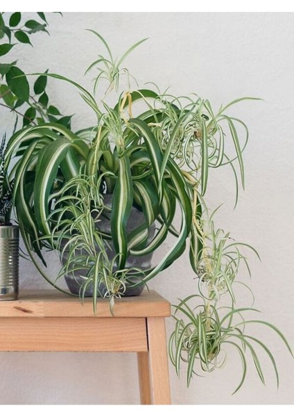 Kurdele Çiçeği Büyük Bol Köklü İç Mekan Bitkisi (Chlorophytum Comosum) 30-50 cm