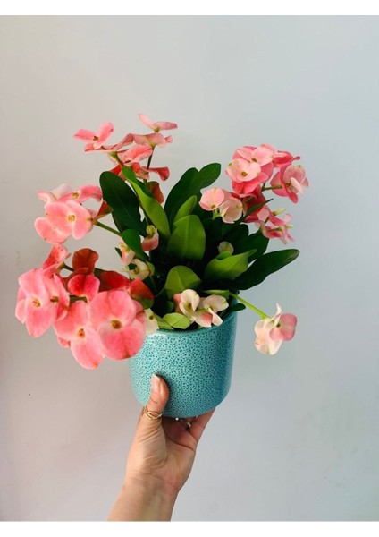 Videolu Milli Dikenler Tacı 15 45 cm Saksılı Kaktüs Euphorbia