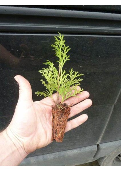 Yeşil Yapraklı 10 Adet Leylandi Çam Ağacı Fidanı 10 - 25 cm Bahçe Peyzaj Fidanı