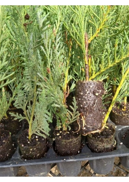 Leylandi Fidanı (10 25 cm)40 Adet Viyolde Min Boy Cupressus Leylandii