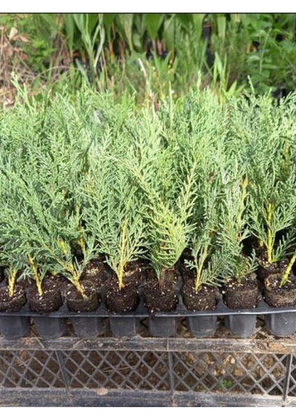 Leylandi Fidanı (10 25 cm)40 Adet Viyolde Min Boy Cupressus Leylandii fiyatları
