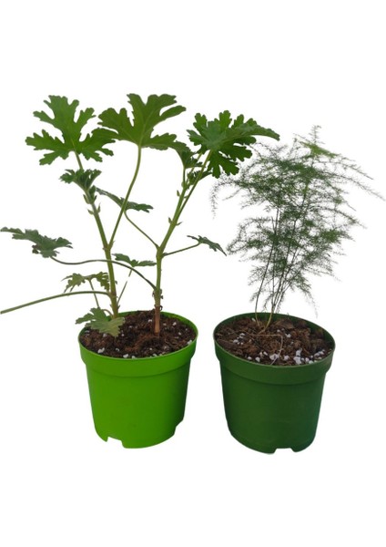2'li Set Mini Itır + Mini Tül (5 - 10 cm) Saksılı İç/ Dış Mekan Bitkileri