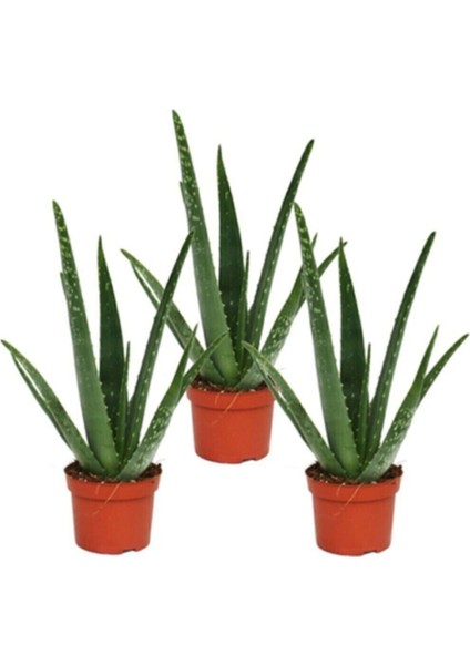 Aloe Vera Bitkisi 3'lü Ekonomik Paket
