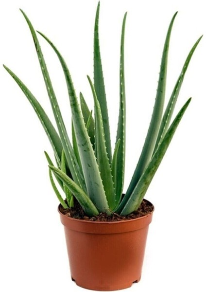 Aloe Vera Bitkisi 3'lü Ekonomik Paket