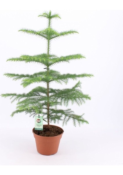 Salon Çamı Arokarya Araucaria 60 - 80 cm (Ev - Ofis - Salon Bitkisi)