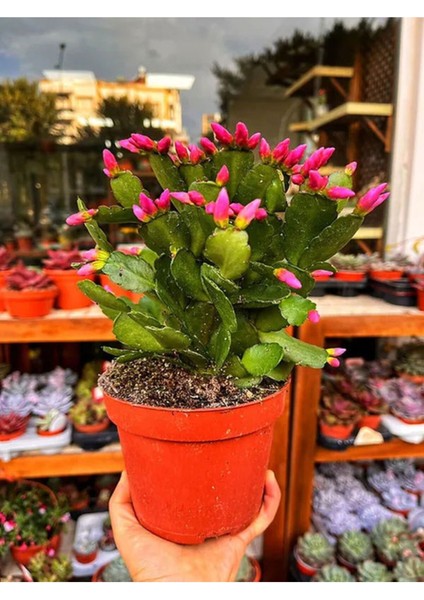 Pembe Yılbaşı Çiçeği 1 Adet Saksılı 15 - 25 cm İç Mekan Ev Salon Bitkisi (Schlumbergera Pink)