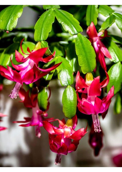Pembe Yılbaşı Çiçeği 1 Adet Saksılı 15 - 25 cm İç Mekan Ev Salon Bitkisi (Schlumbergera Pink) fırsatları