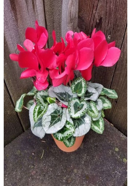Pembe Beyaz Siklamen Çiçeği 20 - 40 cm Hediyelik Bitki
