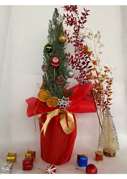 Elwoodi Yılbaşı Ağacı-Yılbaşı ÇAMI(30-50 cm)HEDIYE Paketli Kozalak ve Portakallar Dahil